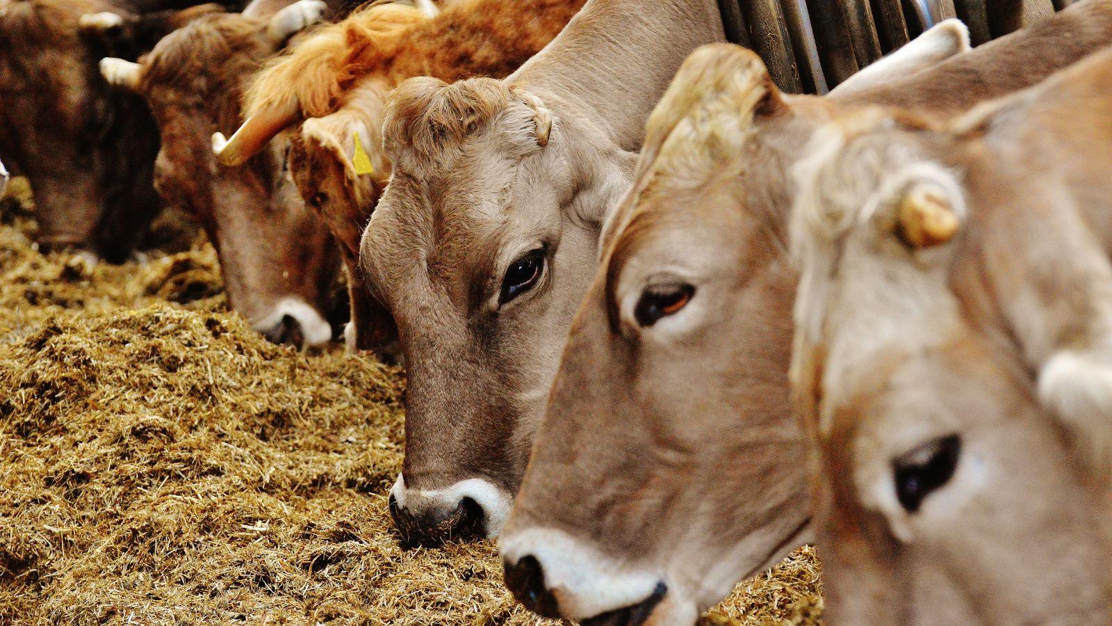 Pierce County Nonprofit, Residents Challenge Dairy CAFO Permit